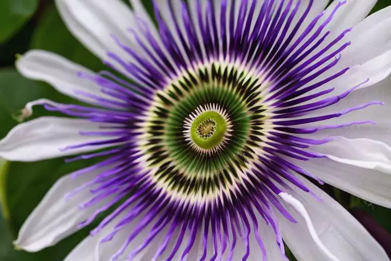 fleur de passiflore